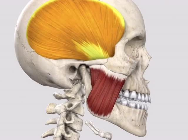 颞肌—功能解剖视频
