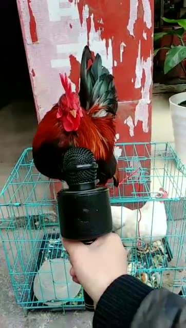 他家公鸡大白天打鸣!