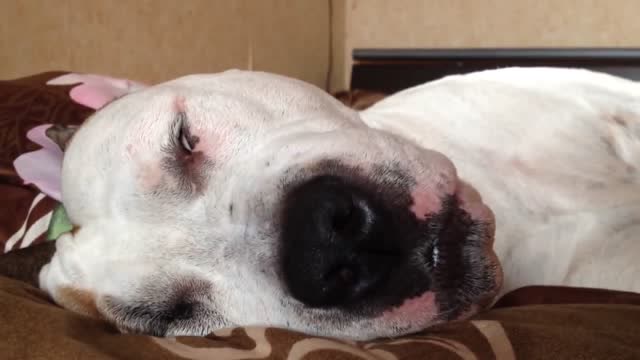 翻白眼的狗子,后来幸亏醒来了