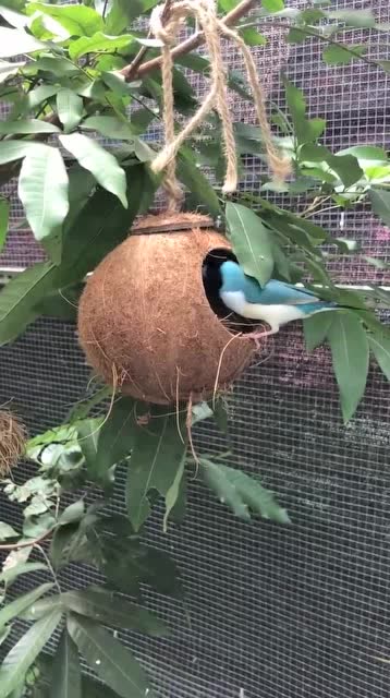 超美蓝背白胸的七彩文鸟被称为鸟中精灵极具观赏价值