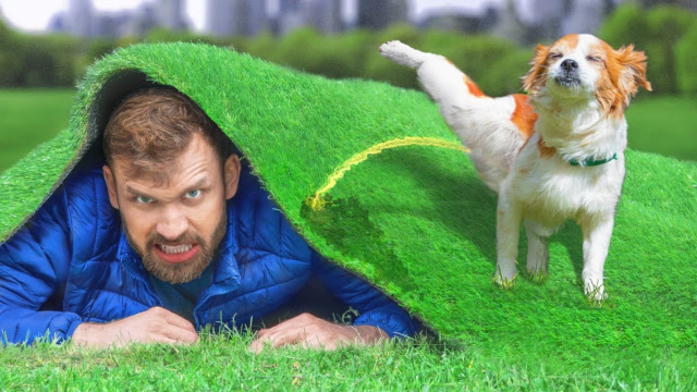 搞笑恶作剧:宠物模仿秀大作战,你最喜欢模仿哪种动物?