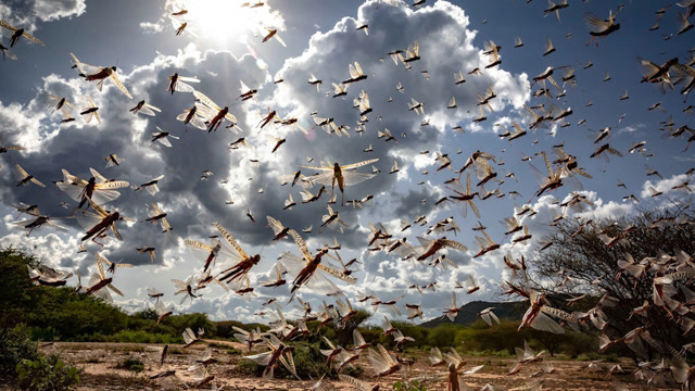 蝗虫大军直扑印度首都 印方出动直升机无人机对抗