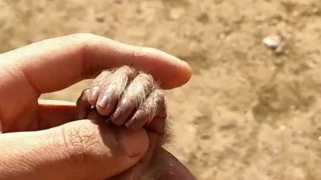 近距离观看才知道,猴子手掌和我们的非常相似,小伙在这还看起手相来了
