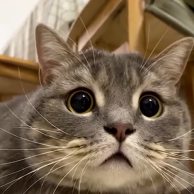 可爱的小猫咪,两眼珠子直转,是在找啥?