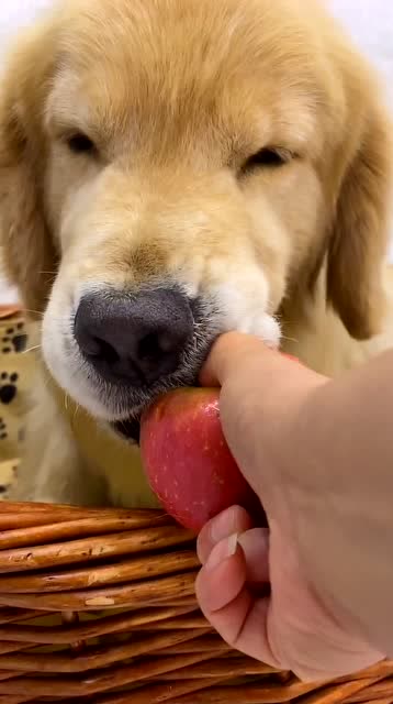 这么大的金毛还不会吃苹果,还要主人一点一点的喂它