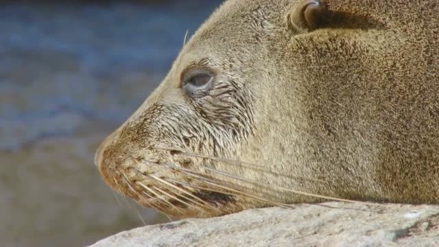 岛上几乎没有遮挡,海狗的毛在热天也成了累赘
