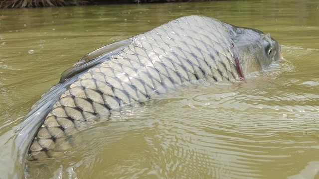 捕鱼生活:池塘捕捞大鱼