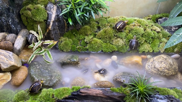 家庭养黄缘龟环境图图片