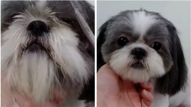 西施犬(狮子狗)美容基础修剪