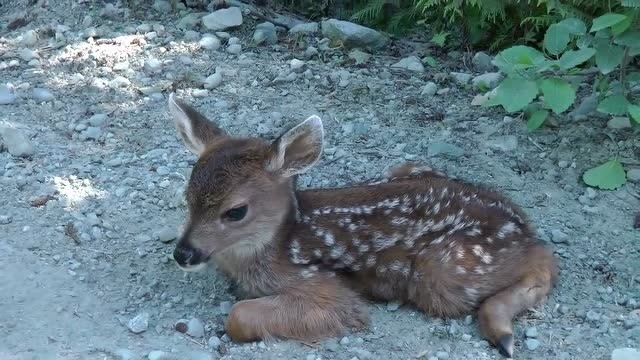 路上遇到梅花鹿宝宝,萌化了!