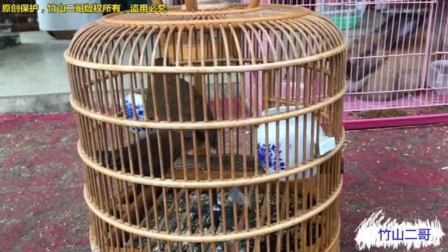 黄金眼的画眉鸟,能打能唱,体重70克,600割爱转让了,亏吗?