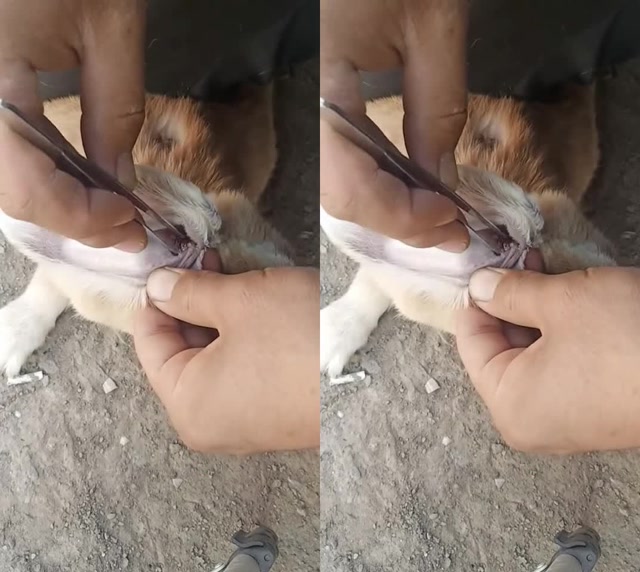 把兔子耳朵里边儿的螨虫抓出来上药