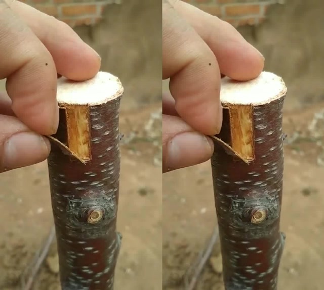 手把手教会你,高超完美的嫁接技术,条形插皮接