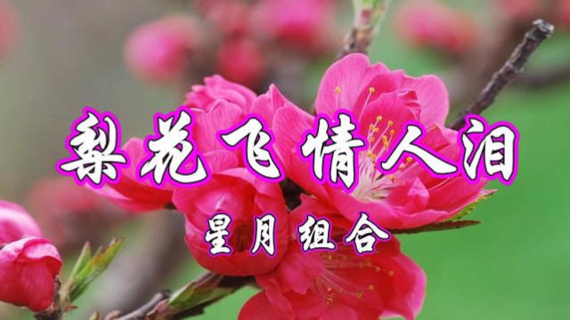 星月组合对唱网络情歌《梨花飞情人泪》好伤感