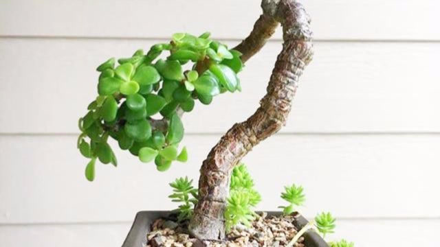金枝玉叶观叶植物通过盘扎做造型做出你想要的形状