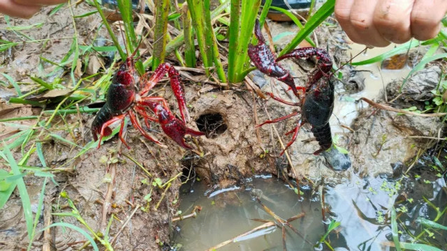 老农河道意外踩爆龙虾洞,硬扒十几只龙虾,这样的洞穴易爆窝