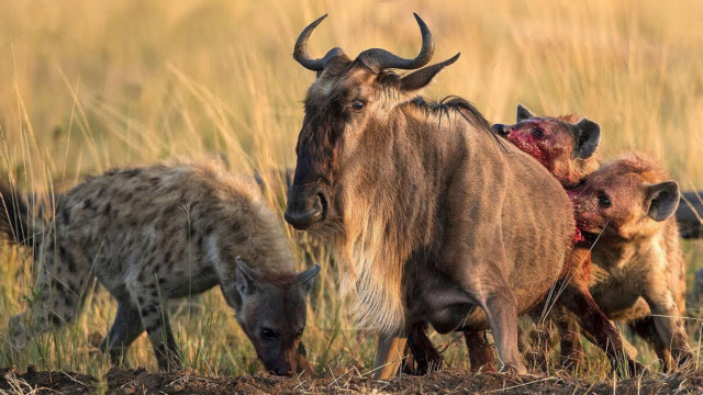 角马打架被角卡住,这时鬣狗恰好路过,角马:我不该打架的