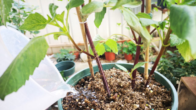 养大丽花幼苗,浇水不注意这一点,特别容易徒长