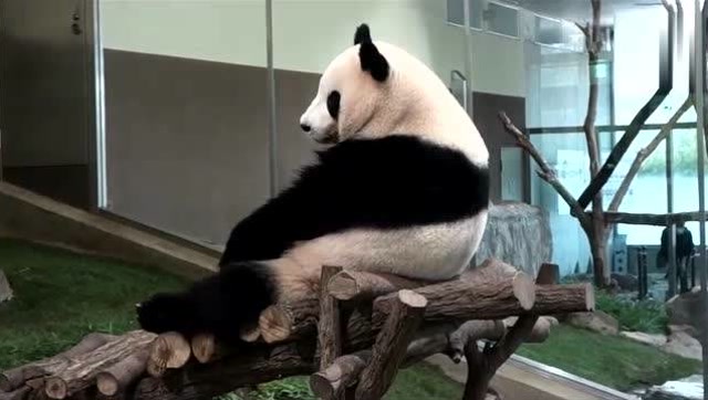 熊猫:别来打扰我,我想静静的思考人生这个"贵妃躺"亮了