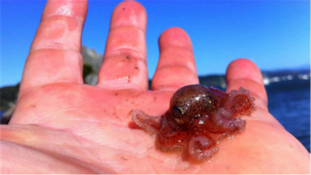 为何章鱼宝宝一出生,章鱼妈妈会选择自杀呢?终于知道答案了