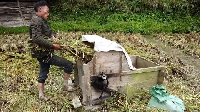 实拍农村脚踩打谷机90后的还见过现在太少见了