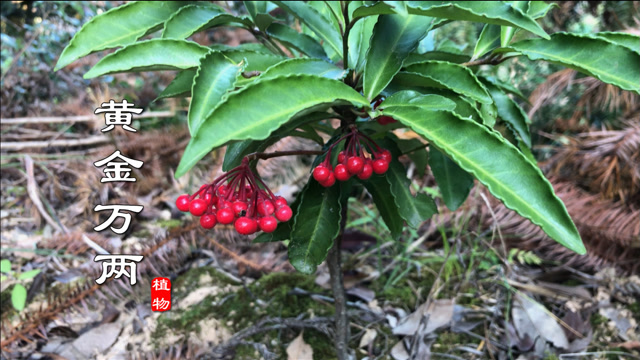 "朱砂根"不止供观赏也是药材!城里人花钱买,农村却多的没人挖