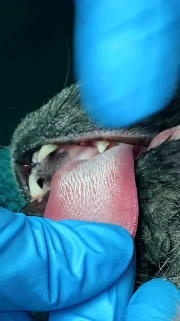 猫舌头上的倒刺,未免也太多了,看着好吓人啊!