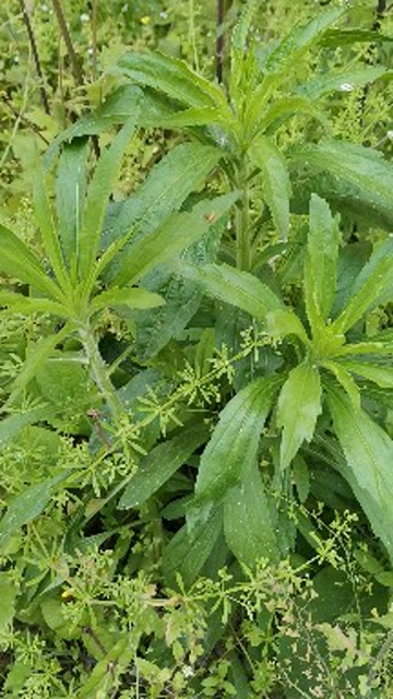 田野植物,小蓬草