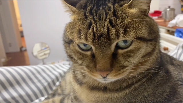 狸花猫这帅气的眼神