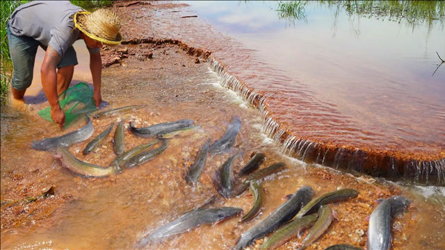 暴雨后鱼塘涨水,大鱼纷纷跑了出来,大叔抓鱼抓上瘾了