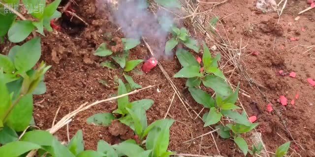 小屁孩炸火蚂蚁窝,最后被咬的哇哇大叫,太搞笑了!