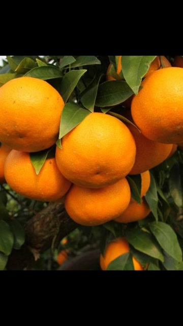 早产高甜柑橘新品种#爱莎柑桔#爱莎蜜橘#爱莎杂柑#特早蜜橘#爱莎柑桔