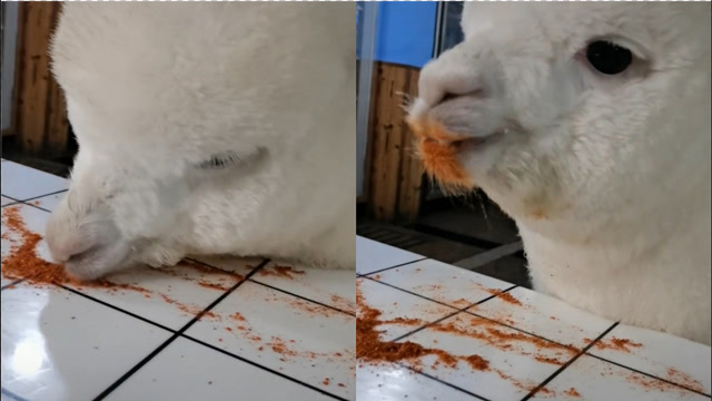 重庆羊驼口味重,偷吃主人辣椒面吧唧嘴一脸享受,主人调侃入乡随俗