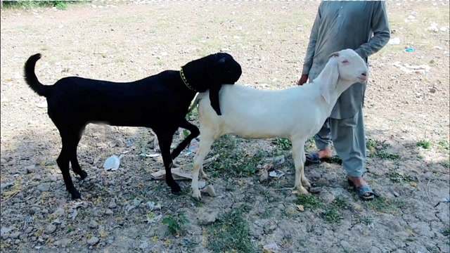 黑山羊见到白山羊就兴奋地摇尾巴,真是黑白配天生一对!