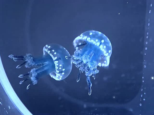 第一次养彩色水母,又可爱又治愈