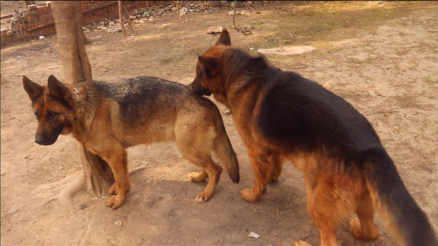 纯种狼灰德牧该配种了公狗母狗都是老司机一个回合解决战斗