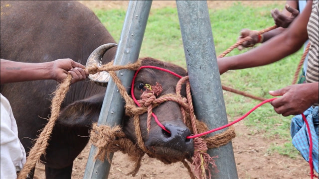 为什么要给牛穿鼻环?大铁钉直接"捅穿牛鼻",太残忍了