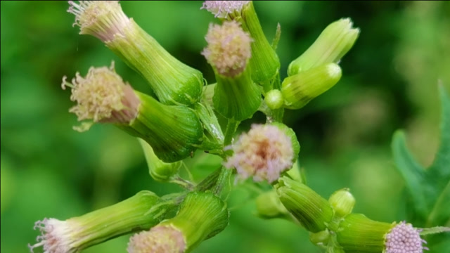 这种野生植物叫败酱叶菊芹,开花很漂亮,来认识一下吧
