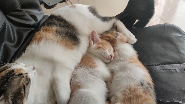 小奶猫在妈妈怀里边吃边睡,看得老夫少女心泛滥