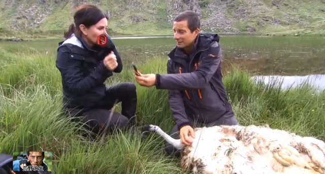 荒野求生181贝爷让美女对山羊下手割蛋吓坏了美女