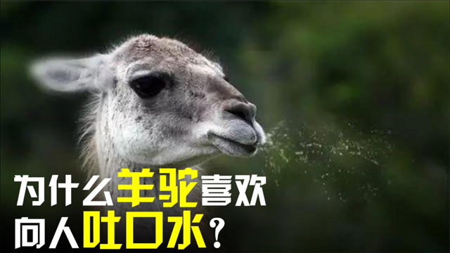 为什么羊驼喜欢向人吐口水?除了人为逗弄之外,主要是因为这点