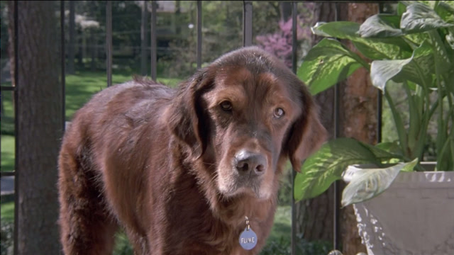 男人转世成一条狗,回去寻找妻子,可妻子却有了新欢《再世人狗缘》