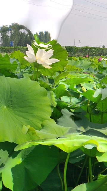 宝丰湛河源,一池莲花开的俏