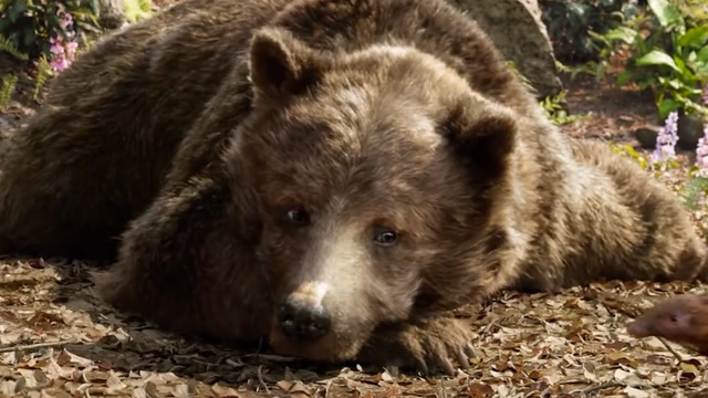 奇幻森林 #电影种草指南大赛