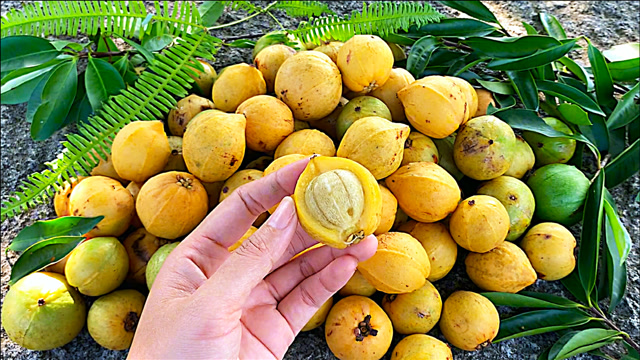 在广西的深山有一种野果子,叫岭南山竹,它的果肉酸甜滑嘴,果皮可做