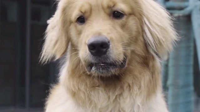 这年头狗狗找对象都要有房有车了,金毛路虎开着豪车去撩妹,太帅了