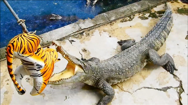 凶猛的鳄鱼撕咬"老虎",本以为鳄鱼胆子很大,下一秒别笑