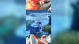 原神：达达利亚不好好出差跑去稻妻欺负丘丘人？