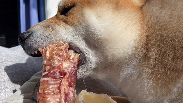 柴犬啃东西的声音很治愈