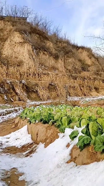 贫穷落后的陕北,农民冬天的蔬菜,只有自己种的大白菜!